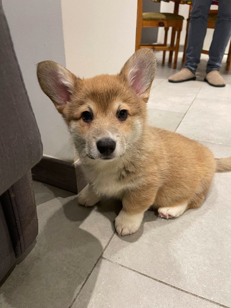 Gabri Jolies Truffes - Welsh Corgi Pembroke - Portée née le 12/11/2021